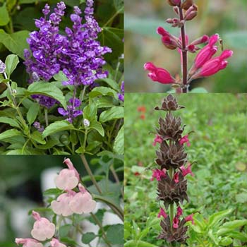 Getting Started: What Are Salvias?