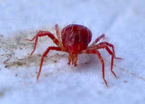 Beneficial Insects at Flowers by the Sea