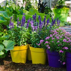 Quick Digs: Treating Salvias as Bedding Plants