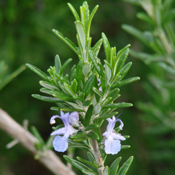 Meet Salvia rosmarinus: A New Addition to the Sage Genus