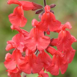 New at FBTS: Vermilion Bluffs Mexican Sage