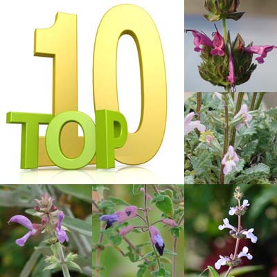 Praise for Top 10 Lesser-Known Drought-Resistant Salvias