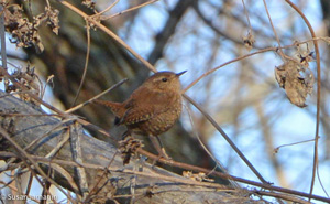 Winter Wren