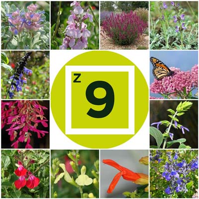 Getting Started: Salvias for Zone 9