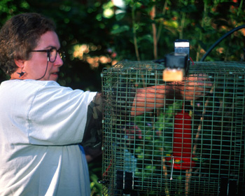 Salvias and Cupheas are hummingbird favorites in Newfield's yard