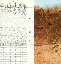 Salvia Small Talk: Well-Drained Soil
