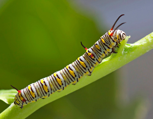 Monarch butterfly larvae