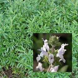 Salvia mellifera - Black Sage - Easiest Cal Native Sage