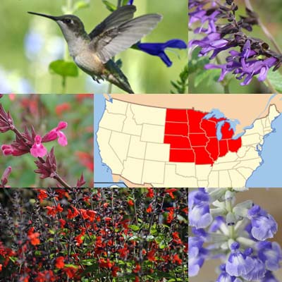 Getting Started: Salvias for the Midwest