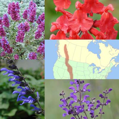 Getting Started: Salvias for the Rocky Mountain West