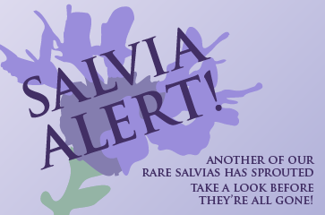 Ask Mr. Sage: How to Buy Salvia Alert Plants