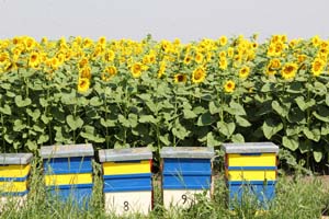 How to Find Food for the Bees at Flowers by the Sea
