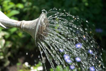 Container Gardening Basics: Watering Potted Plants