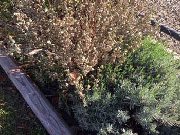 What Is Withering My Drought Resistant Native Salvia