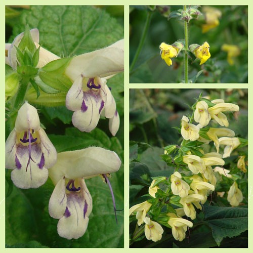 Cultivating Color: Rare Yellows in the Salvia Garden