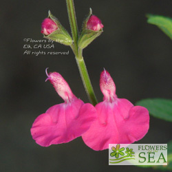 Salvia microphylla 'Wild Watermelon'