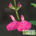 Salvia microphylla 'Wild Watermelon'