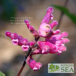 Salvia puberula x univerticillata