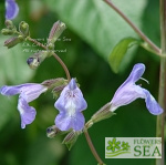 Salvia interrupta