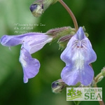 Salvia interrupta