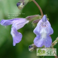 Salvia interrupta