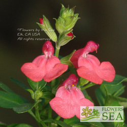 Salvia microphylla 'Berkeley Barb'