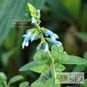 Salvia bullulata 'Pale Form'