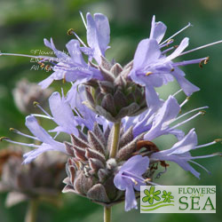 Salvia x 'Allen Chickering'