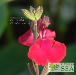 Salvia microphylla 'Heatwave Blaze'