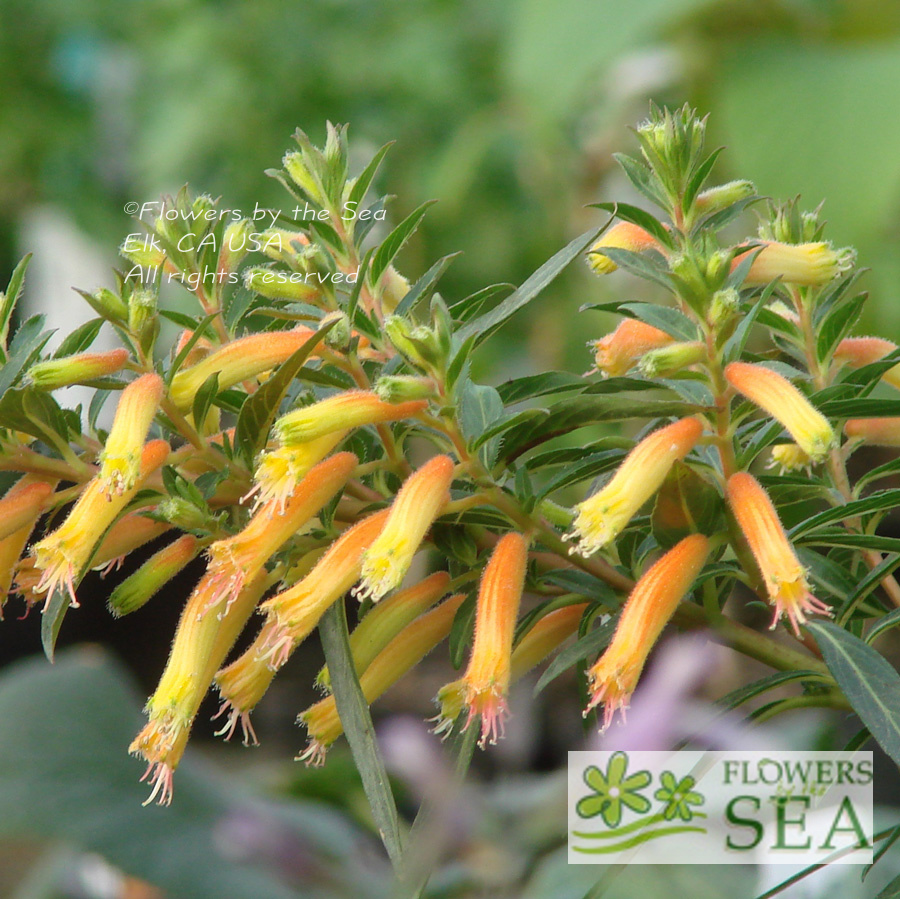Cuphea micropetala Candy Corn Plant for sale at FBTS