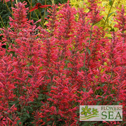 Agastache x 'Kudos Coral'