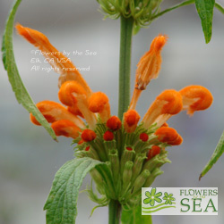 Leonotis leonurus