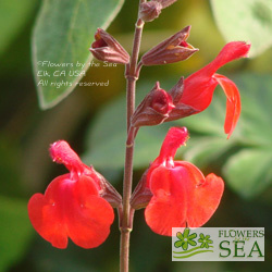 Salvia greggii 'Flame'