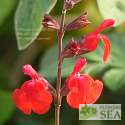 Salvia greggii 'Flame'