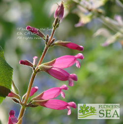 Salvia puberula 'Nuevo Leon'