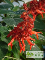 Salvia libanensis