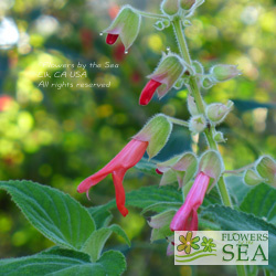 Salvia libanensis 'Pink Form'