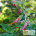 Salvia libanensis 'Pink Form'