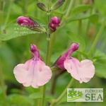 Salvia 'Dancing Dolls'