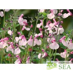 Salvia nemorosa 'Royal Crimson Distinction'