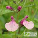 Salvia microphylla 'Heatwave Glimmer'