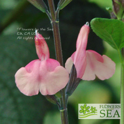 Salvia 'Fancy Dancer'