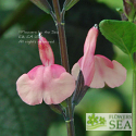 Salvia 'Fancy Dancer'