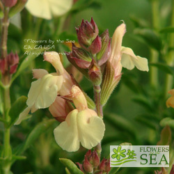 Salvia 'Golden Girl'