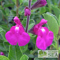 Salvia 'Orchid Glow'