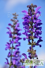 Salvia x sylvestris 'Wild Form'