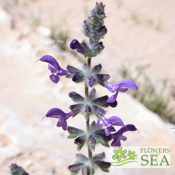 Salvia lanigera