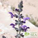 Salvia lanigera