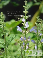 Salvia schlechteri