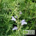 Salvia schlechteri